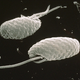 Image for article titled This Algae Can Switch Its Internal Quantum Computer On And Off